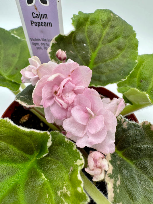 Cajun Popcorn - Live African Violet 4"