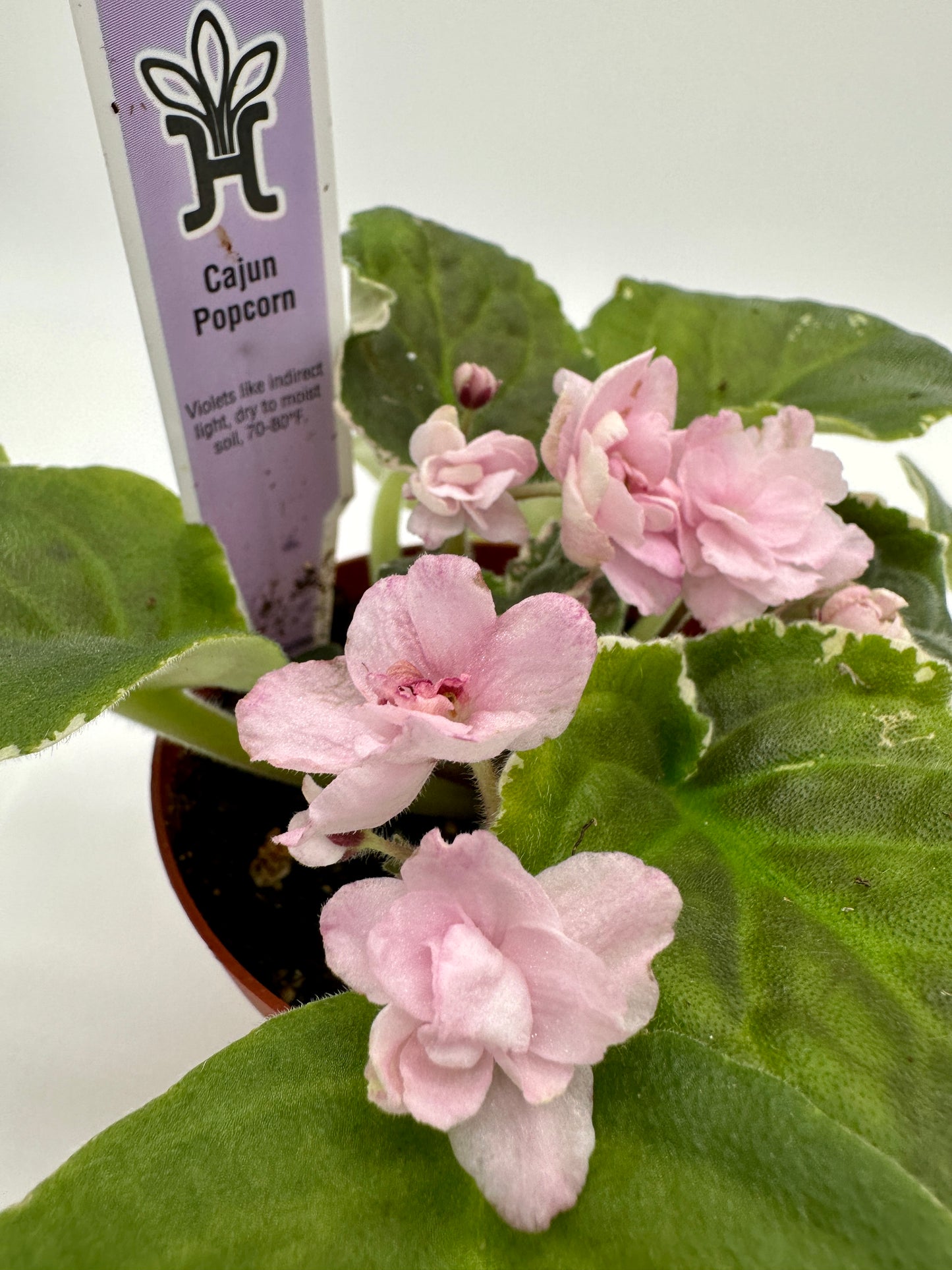 Cajun Popcorn - Live African Violet 4"