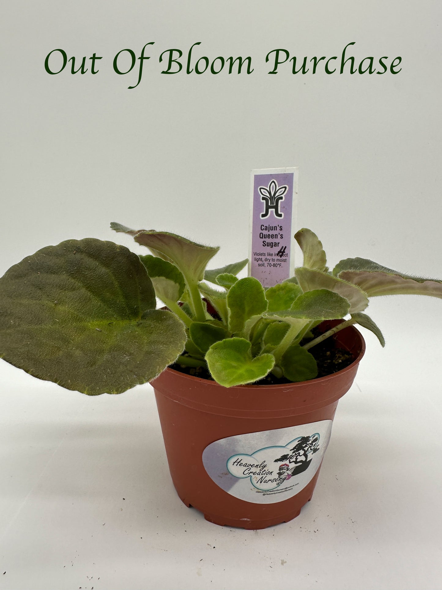 Cajun's Queen's Sugar Hybrid - Live African Violet 4"