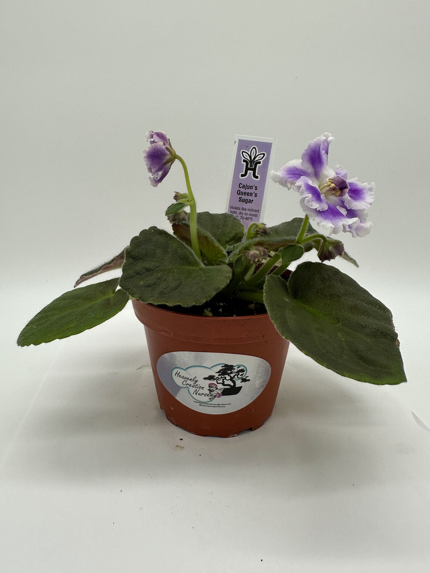 Cajun's Queen's Sugar Hybrid - Live African Violet 4"