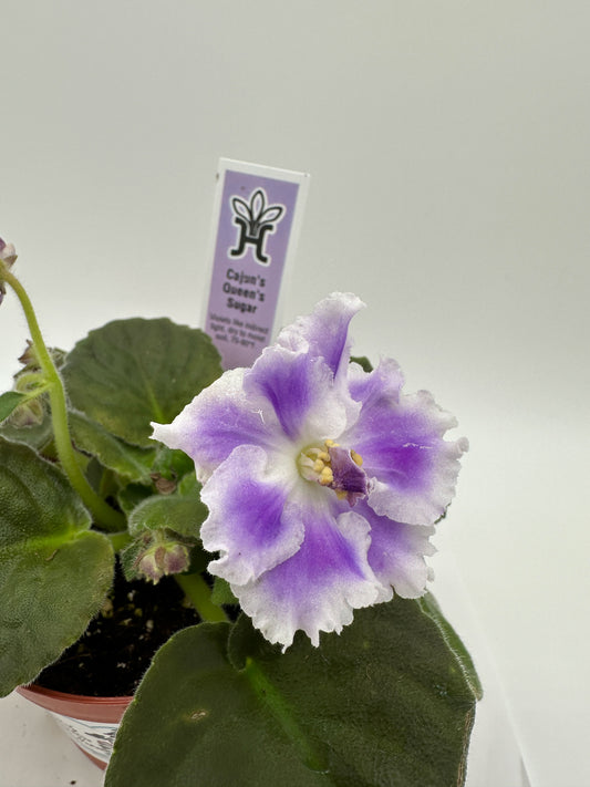 Cajun's Queen's Sugar Hybrid - Live African Violet 4"