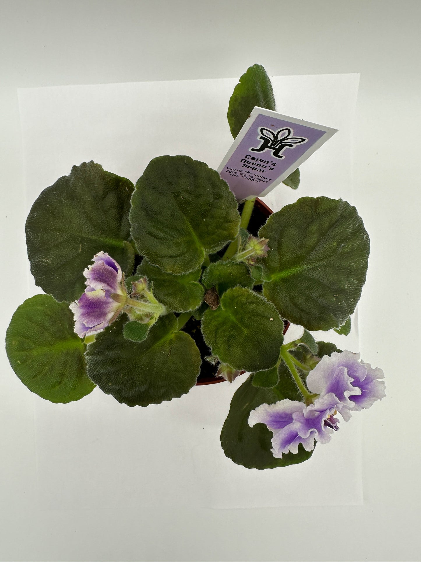 Cajun's Queen's Sugar Hybrid - Live African Violet 4"