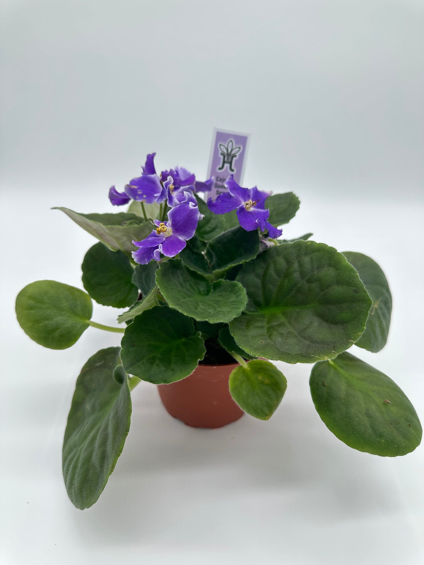 Cajun's Queen's Sugar - Live African Violet 4"