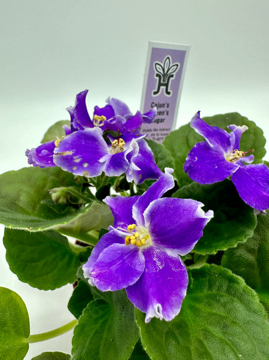 Cajun's Queen's Sugar - Live African Violet 4"