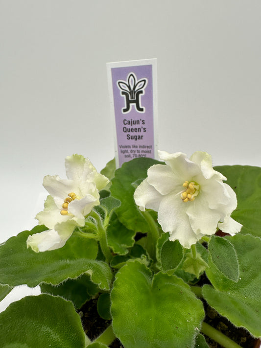 Cajun's Queen's Sugar White Hybrid - Live African Violet 4"