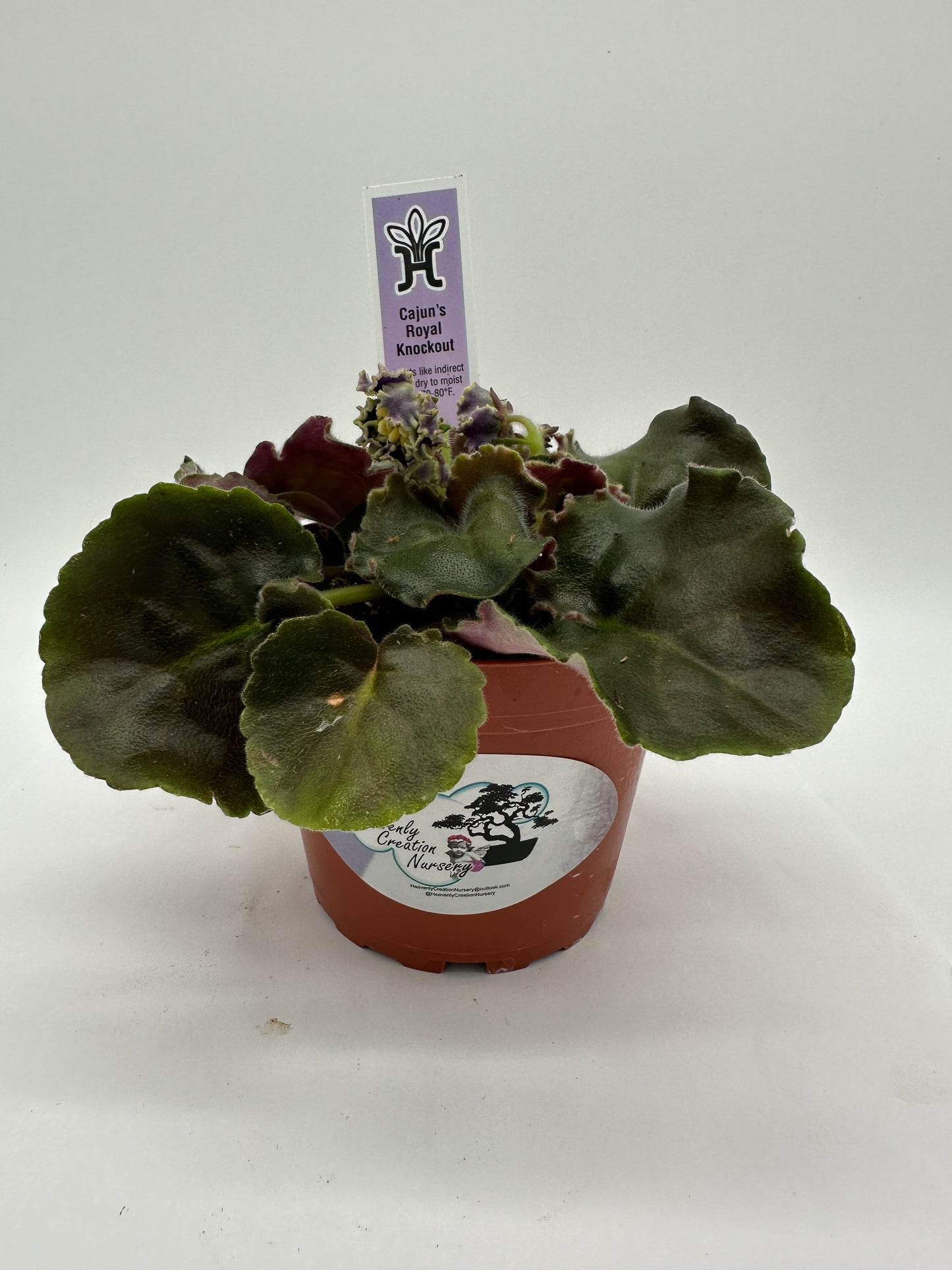 Cajun's Royal Knockout - Live African Violet 4"