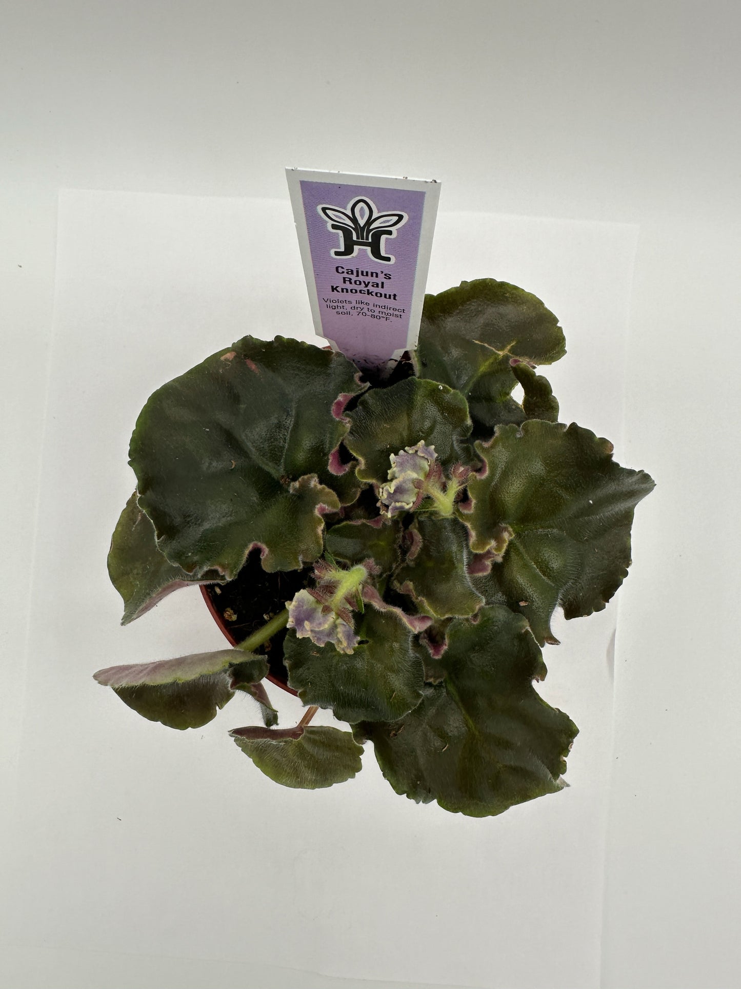 Cajun's Royal Knockout - Live African Violet 4"