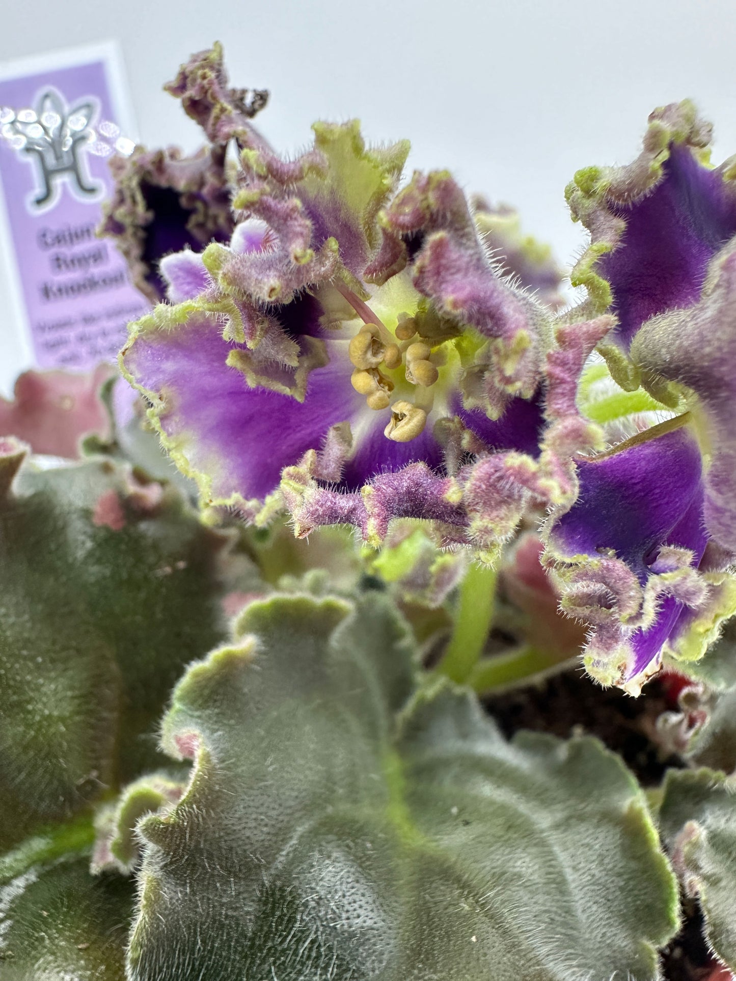 Cajun's Royal Knockout - Live African Violet 4"