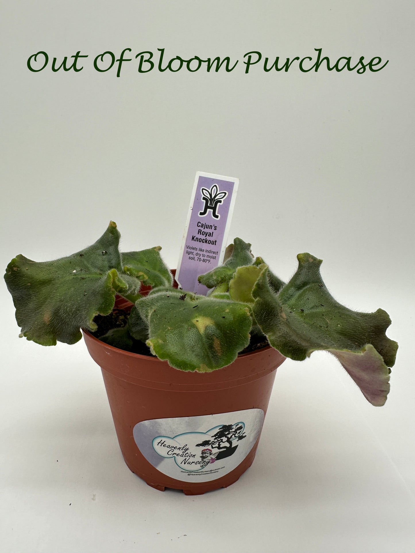 Cajun's Royal Knockout - Live African Violet 4"