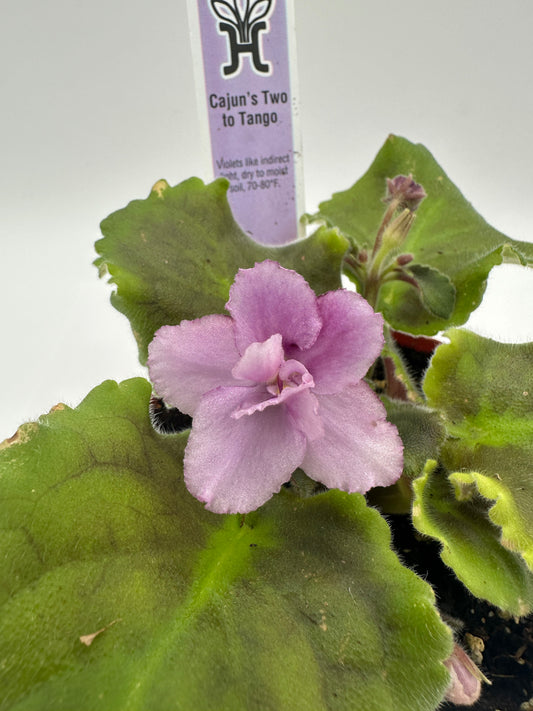 Cajun's Two To Tango - Live African Violet 4"