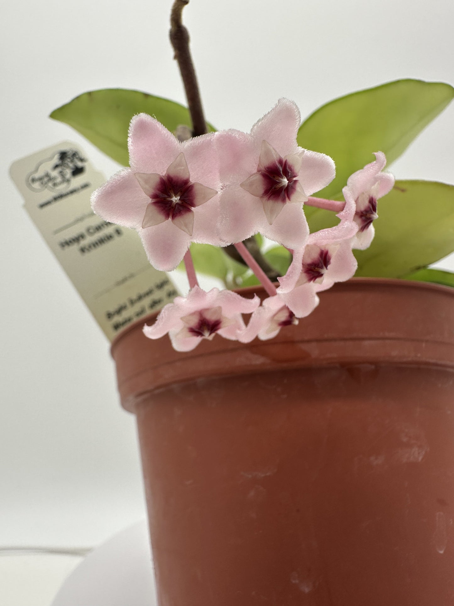 Carnosa Krinkle 8 - Live Hoya 4"