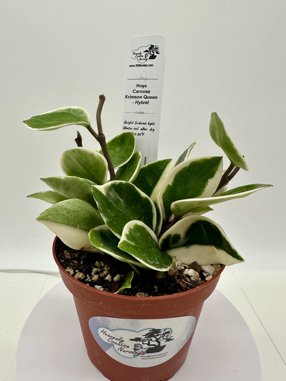 Carnosa Krimson Queen - Hybrid - Live Hoya 4"