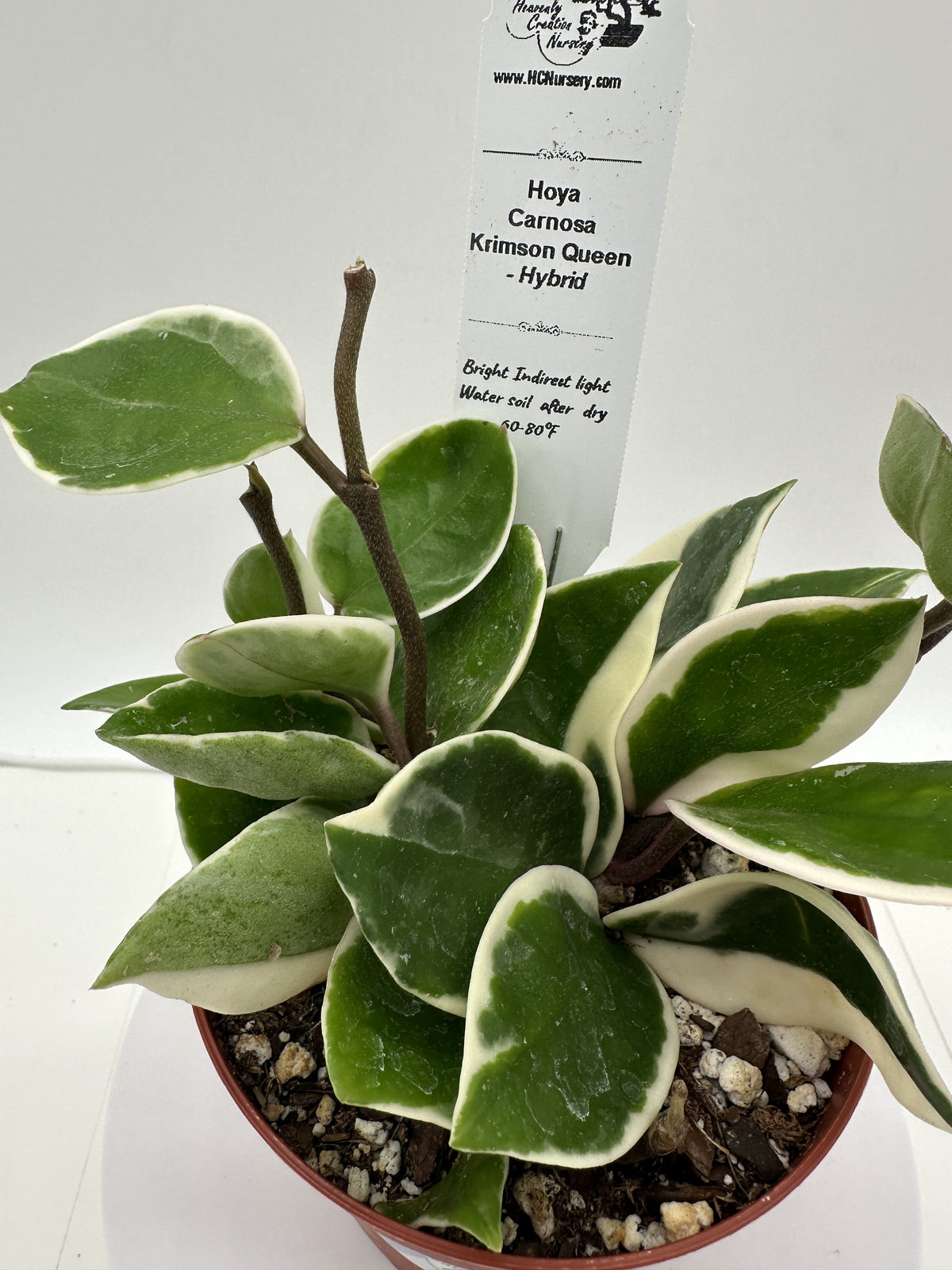 Carnosa Krimson Queen - Hybrid - Live Hoya 4"