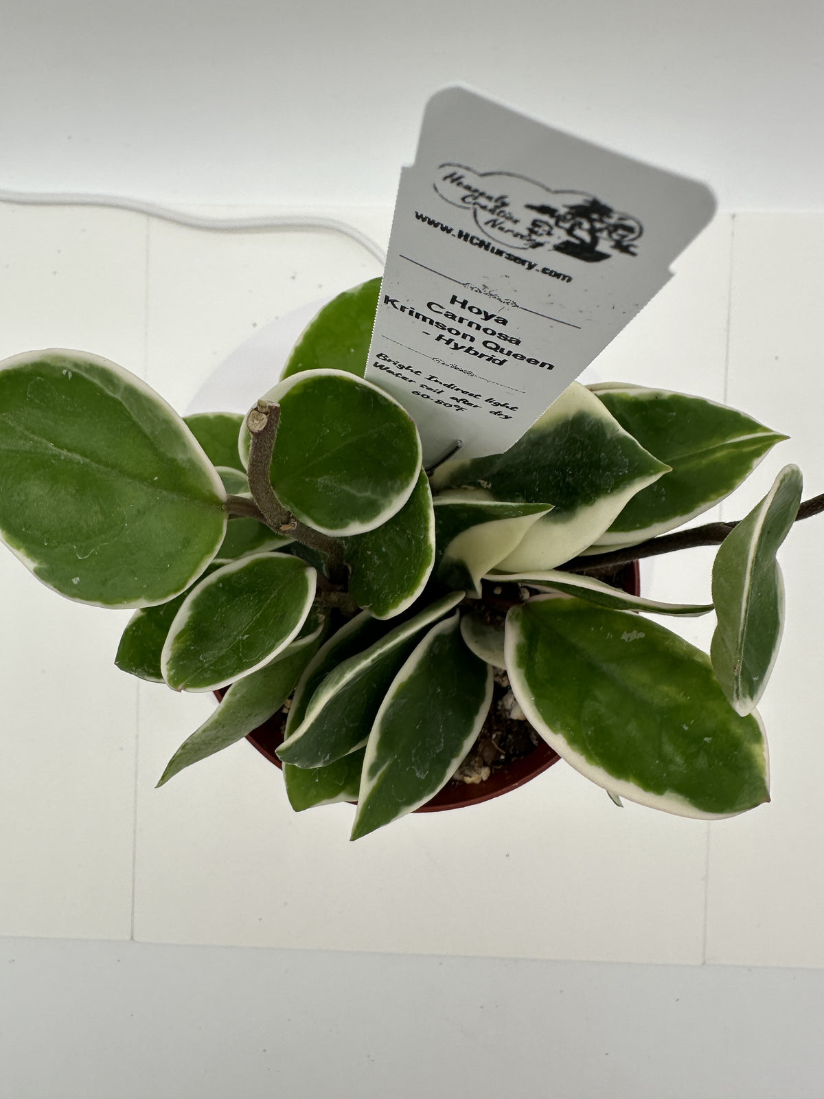Carnosa Krimson Queen - Hybrid - Live Hoya 4"
