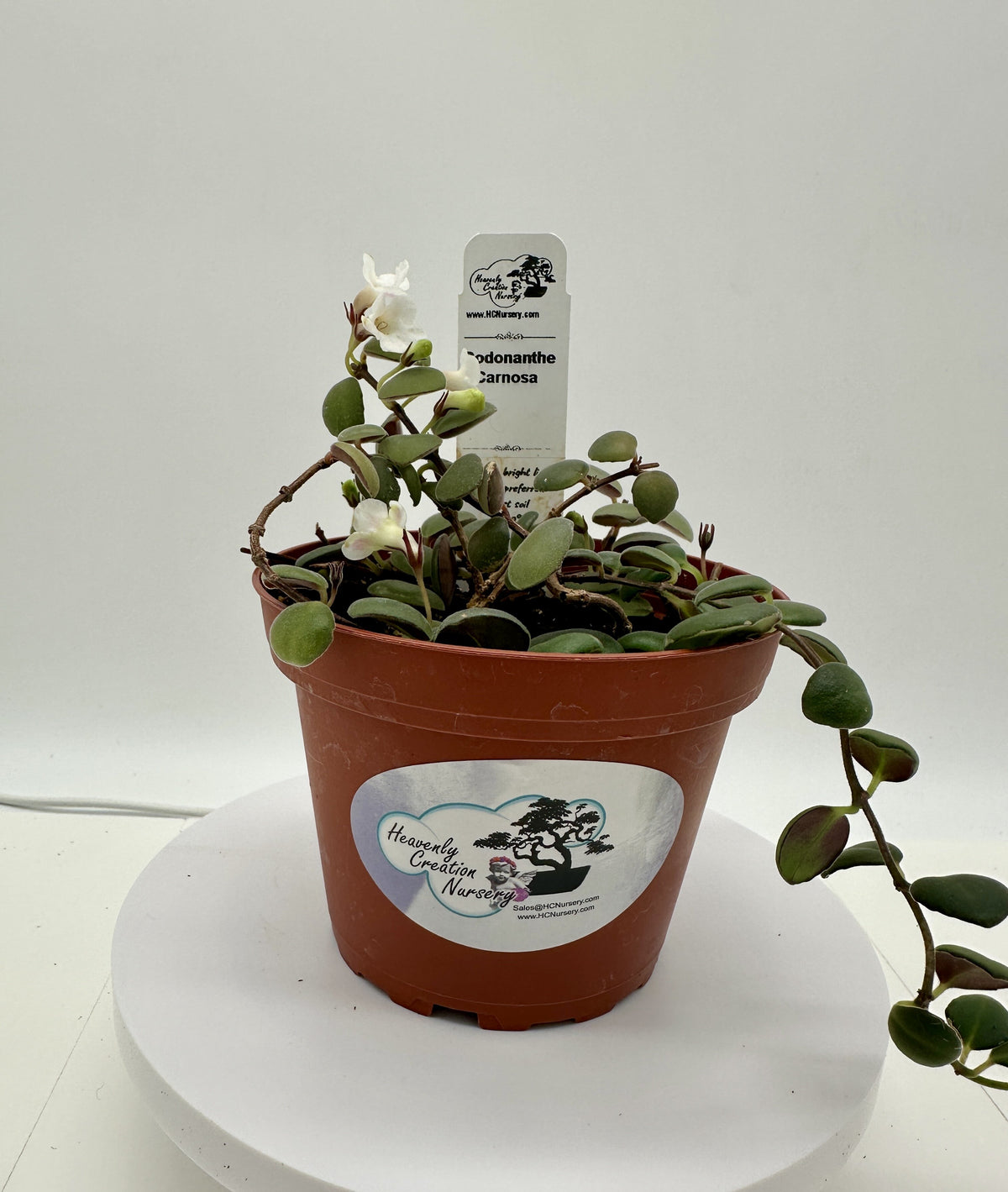 Carnosa - Live Codonanthe 4"