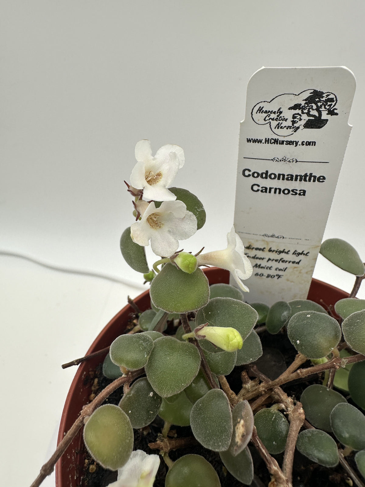 Carnosa - Live Codonanthe 4"