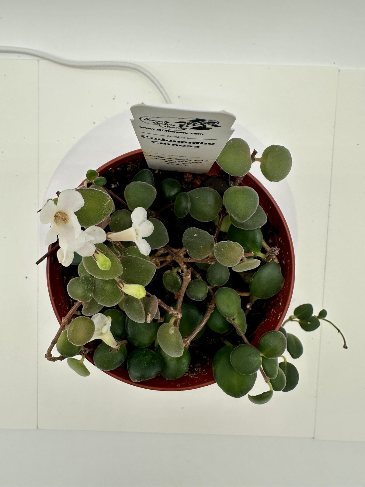 Carnosa - Live Codonanthe 4"