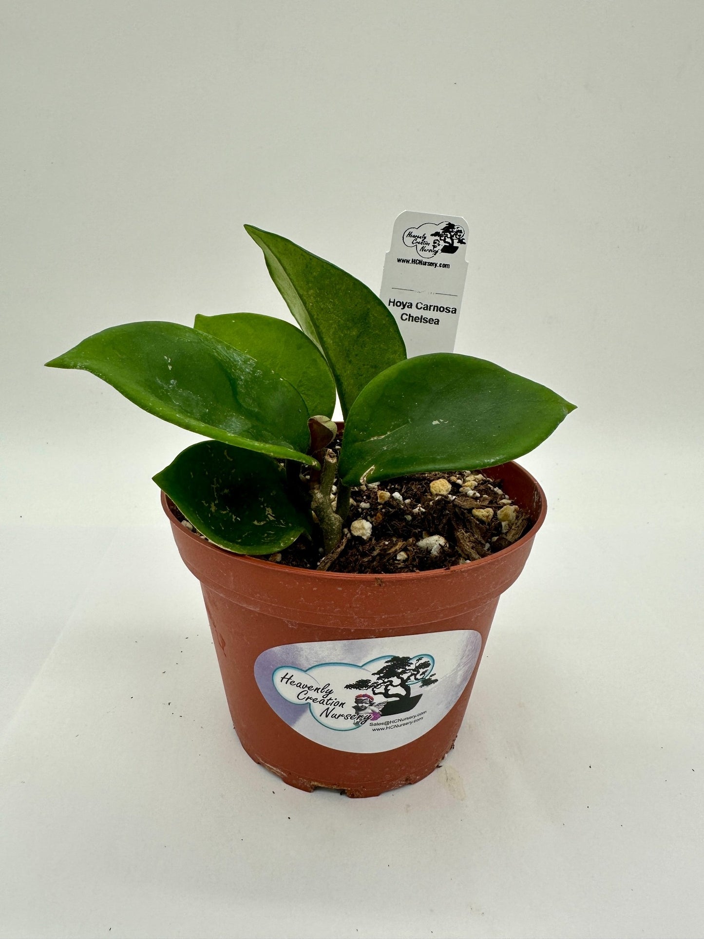Carnosa Chelsea - Live Hoya 4"