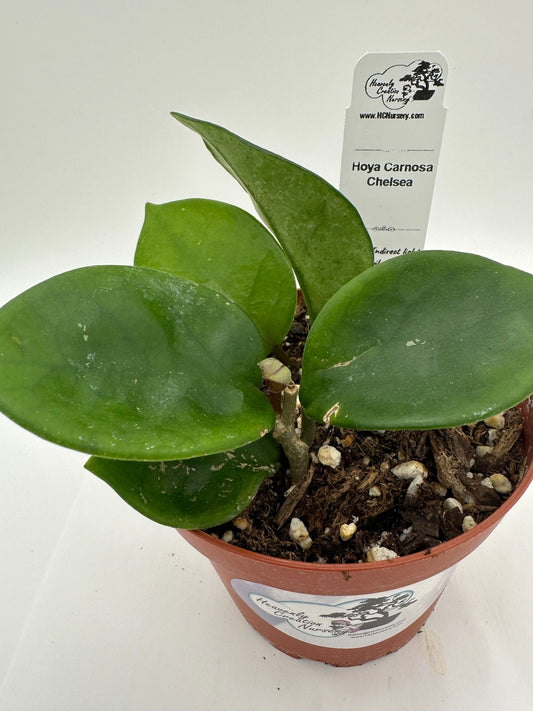 Carnosa Chelsea - Live Hoya 4"