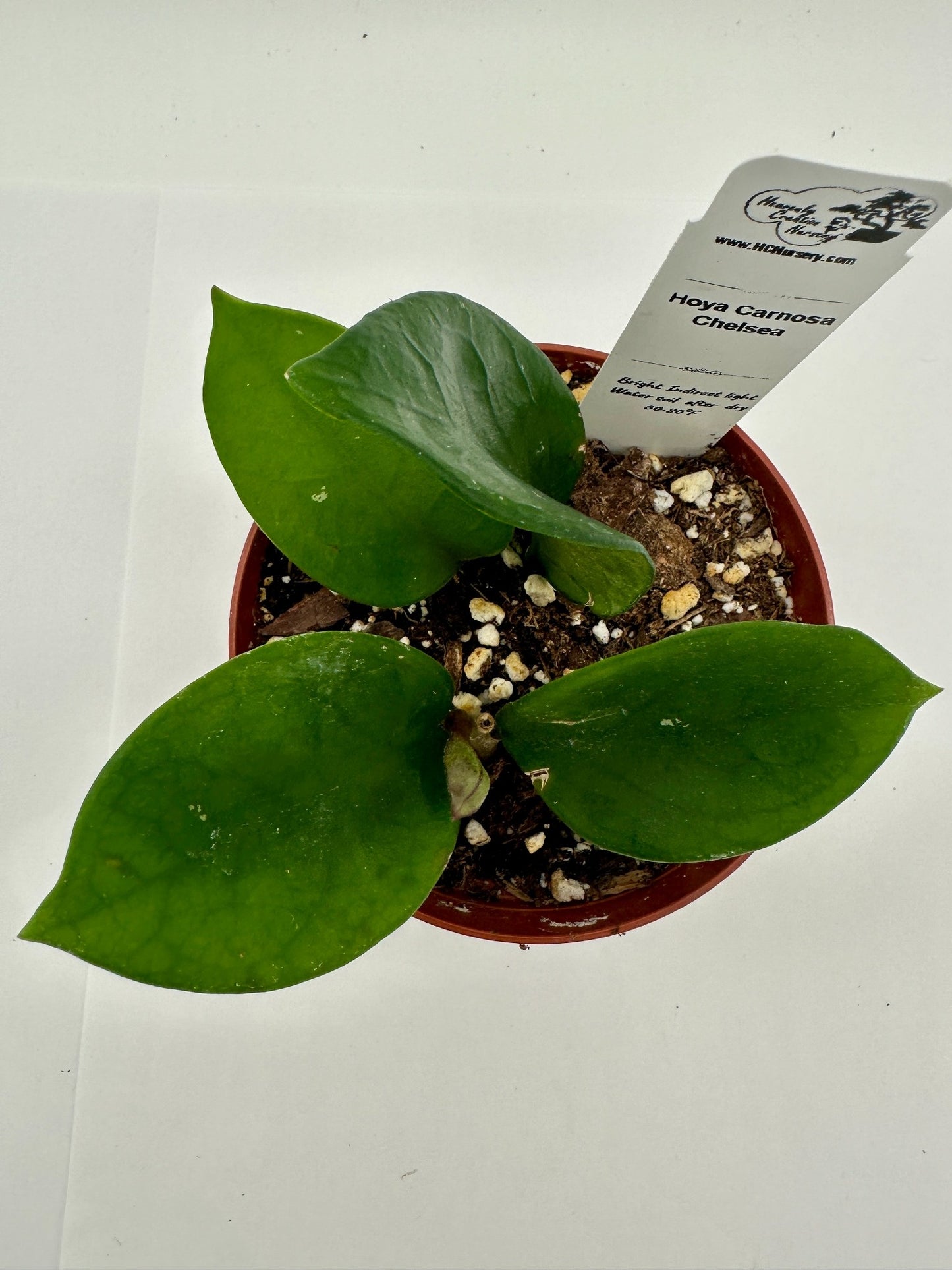 Carnosa Chelsea - Live Hoya 4"