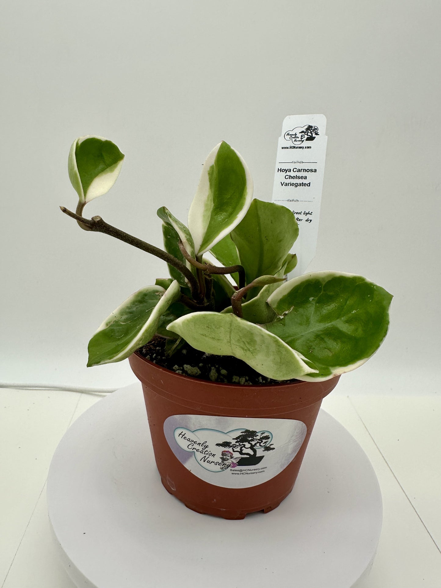 Carnosa Chelsea - Variegated - Live Hoya 4"