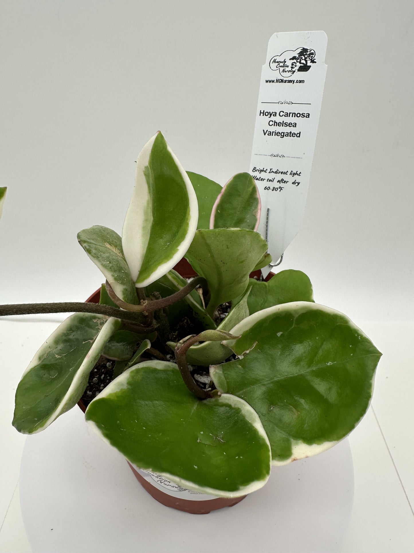 Carnosa Chelsea - Variegated - Live Hoya 4"