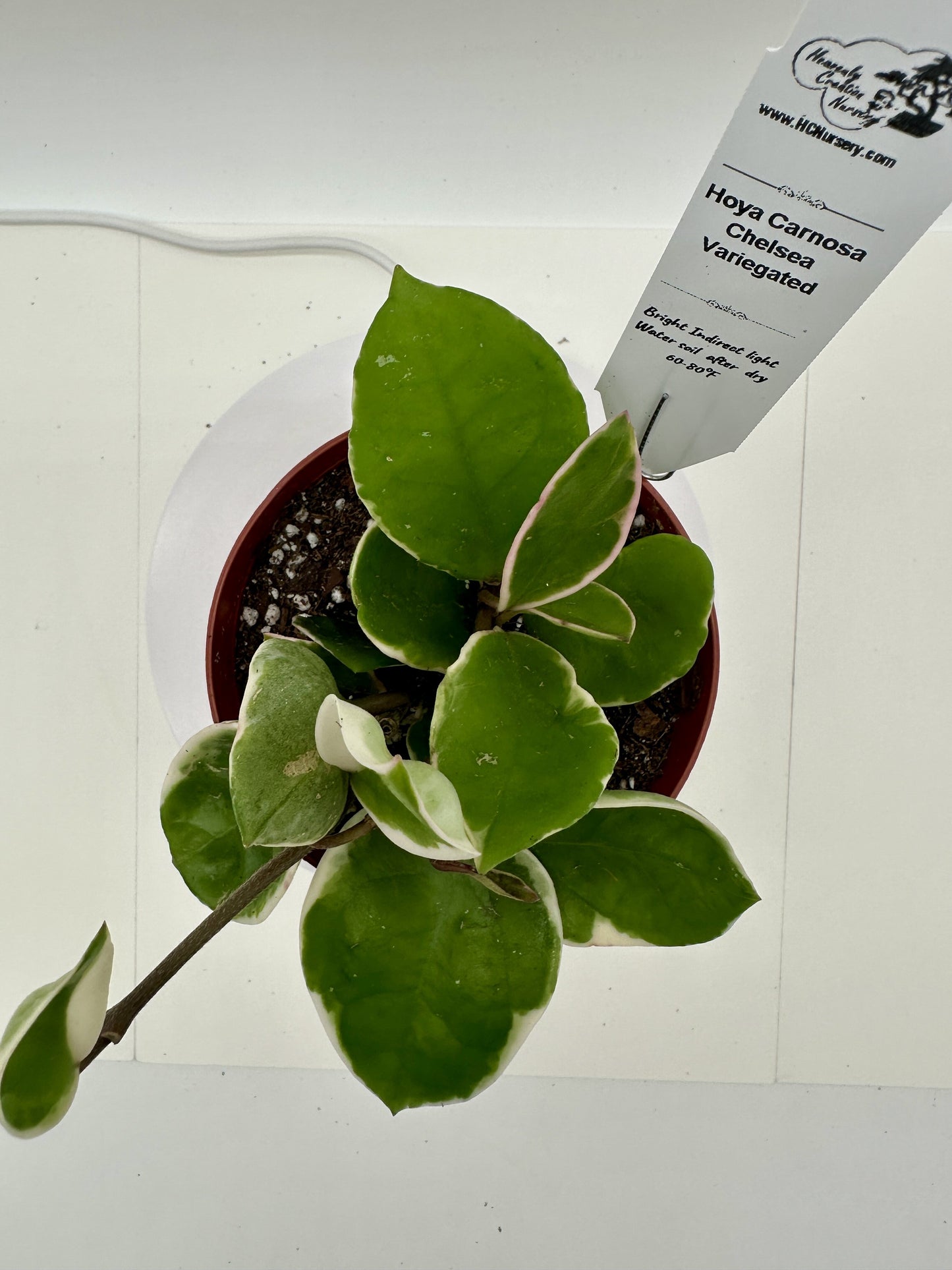 Carnosa Chelsea - Variegated - Live Hoya 4"