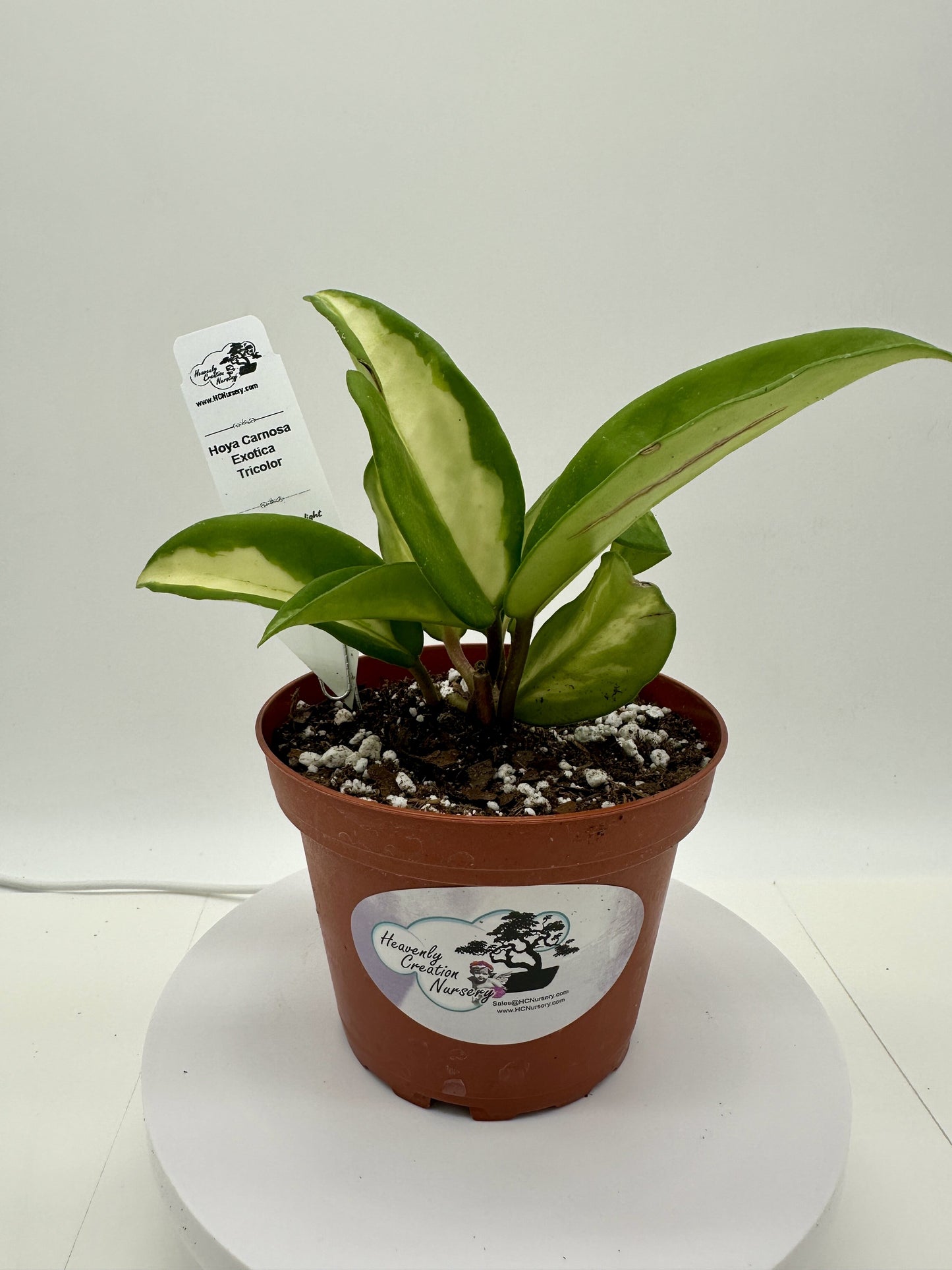 Carnosa Exotica Tricolor - Live Hoya 4"