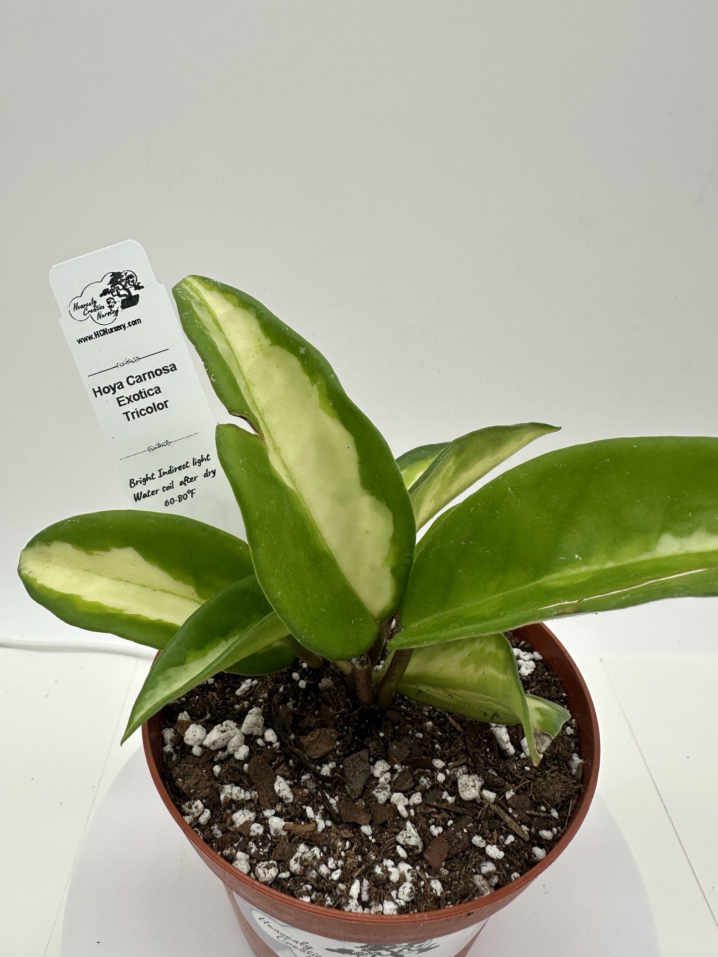 Carnosa Exotica Tricolor - Live Hoya 4"
