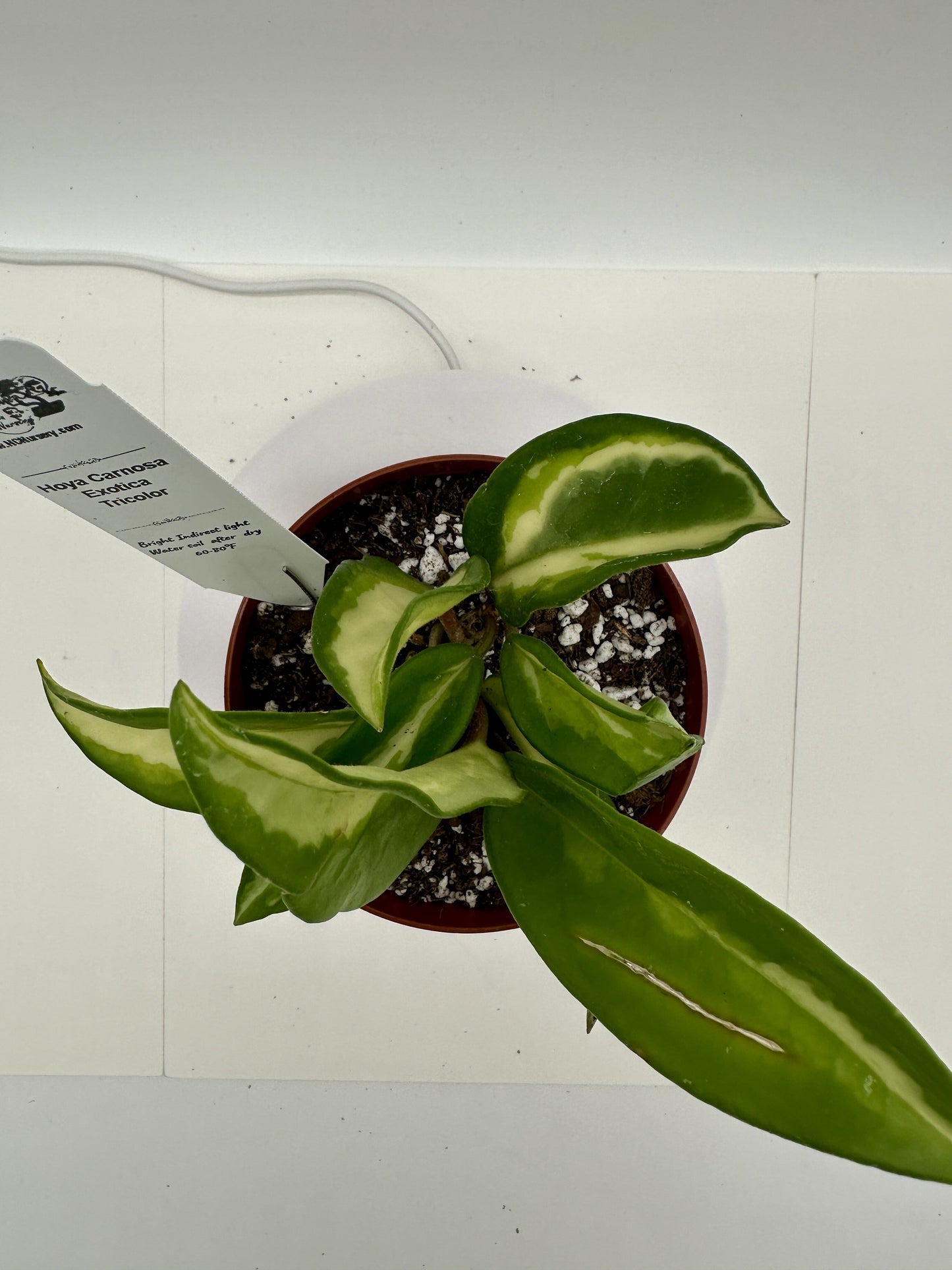 Carnosa Exotica Tricolor - Live Hoya 4"