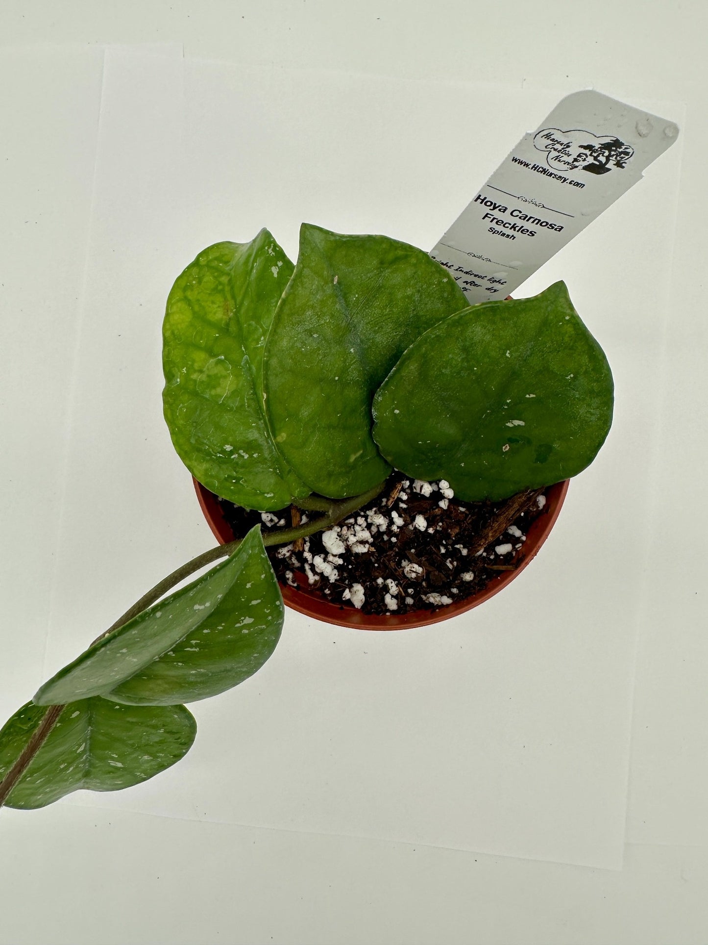 Carnosa Freckles (splash) - Live Hoya 4"