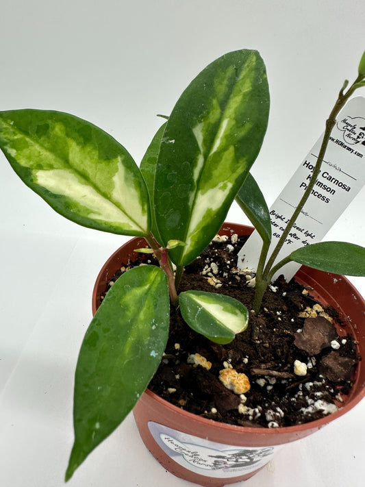 Carnosa Krimson Princess - Live Hoya 4"
