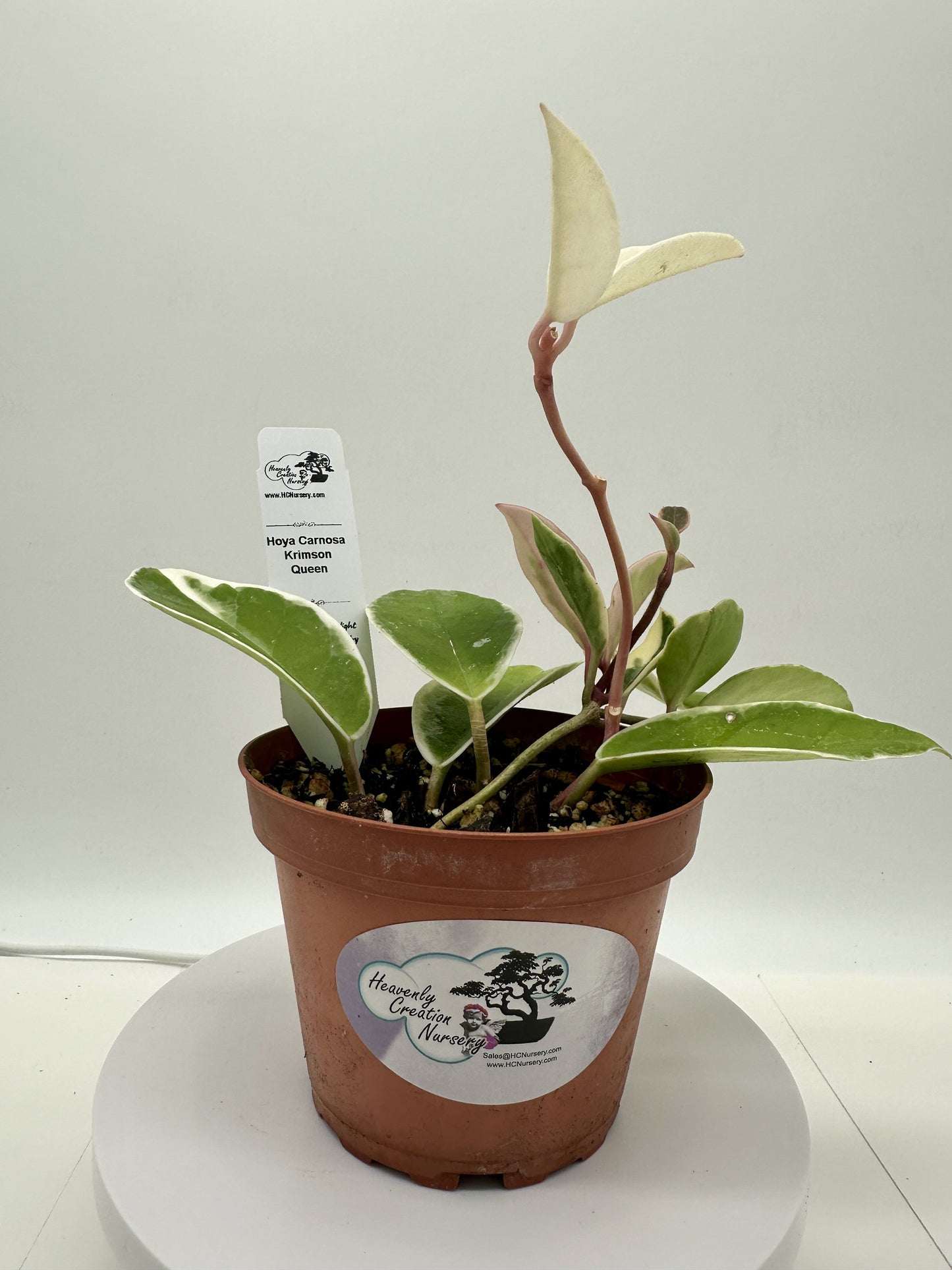 Carnosa Krimson Queen - Live Hoya 4"
