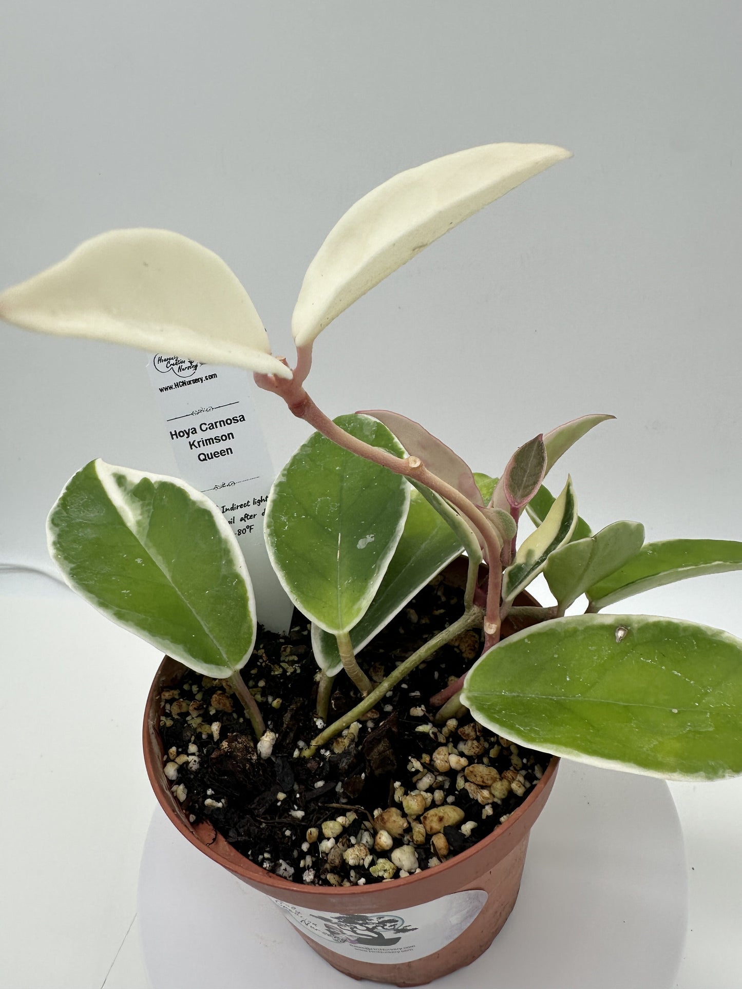 Carnosa Krimson Queen - Live Hoya 4"