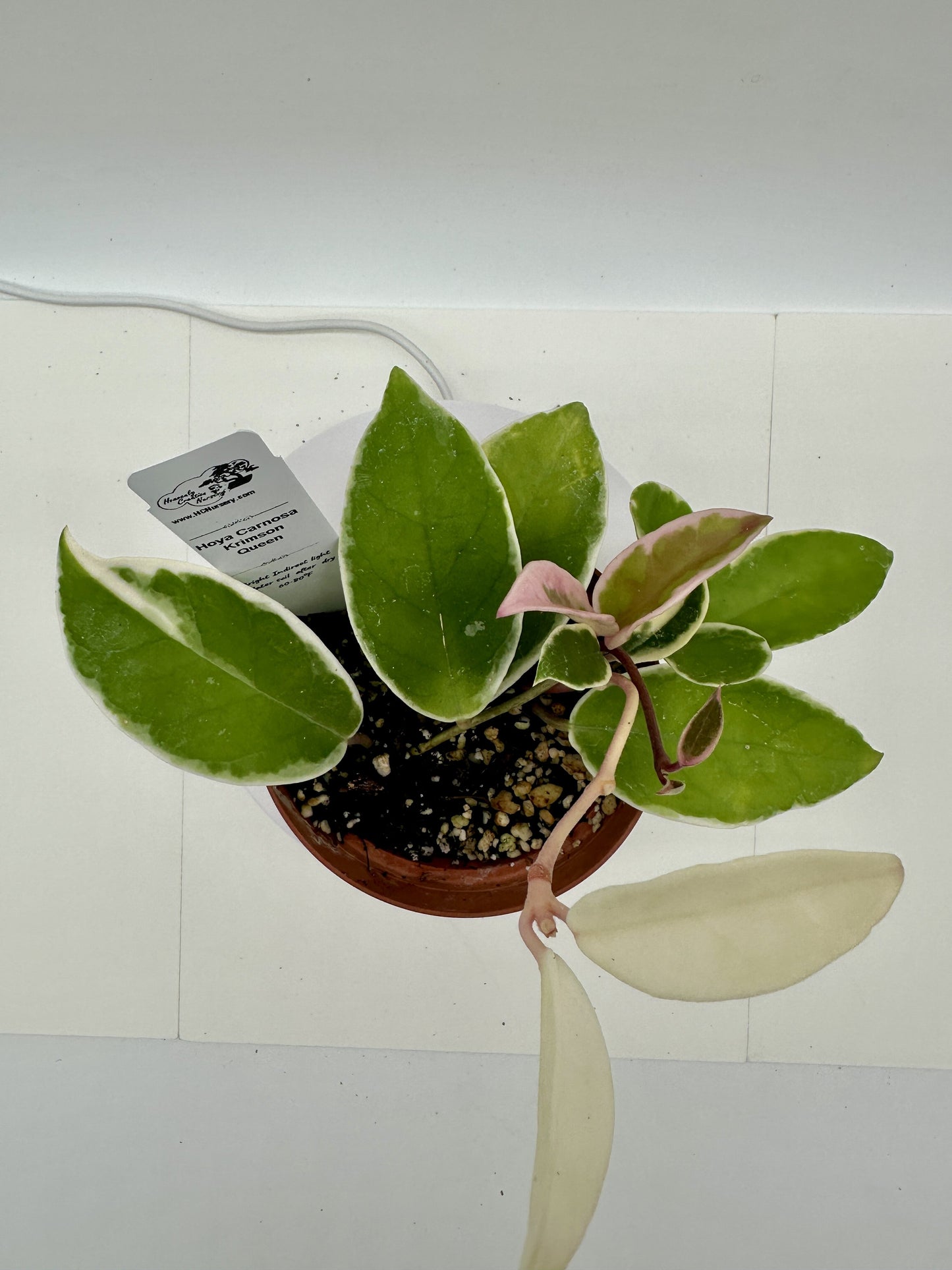 Carnosa Krimson Queen - Live Hoya 4"