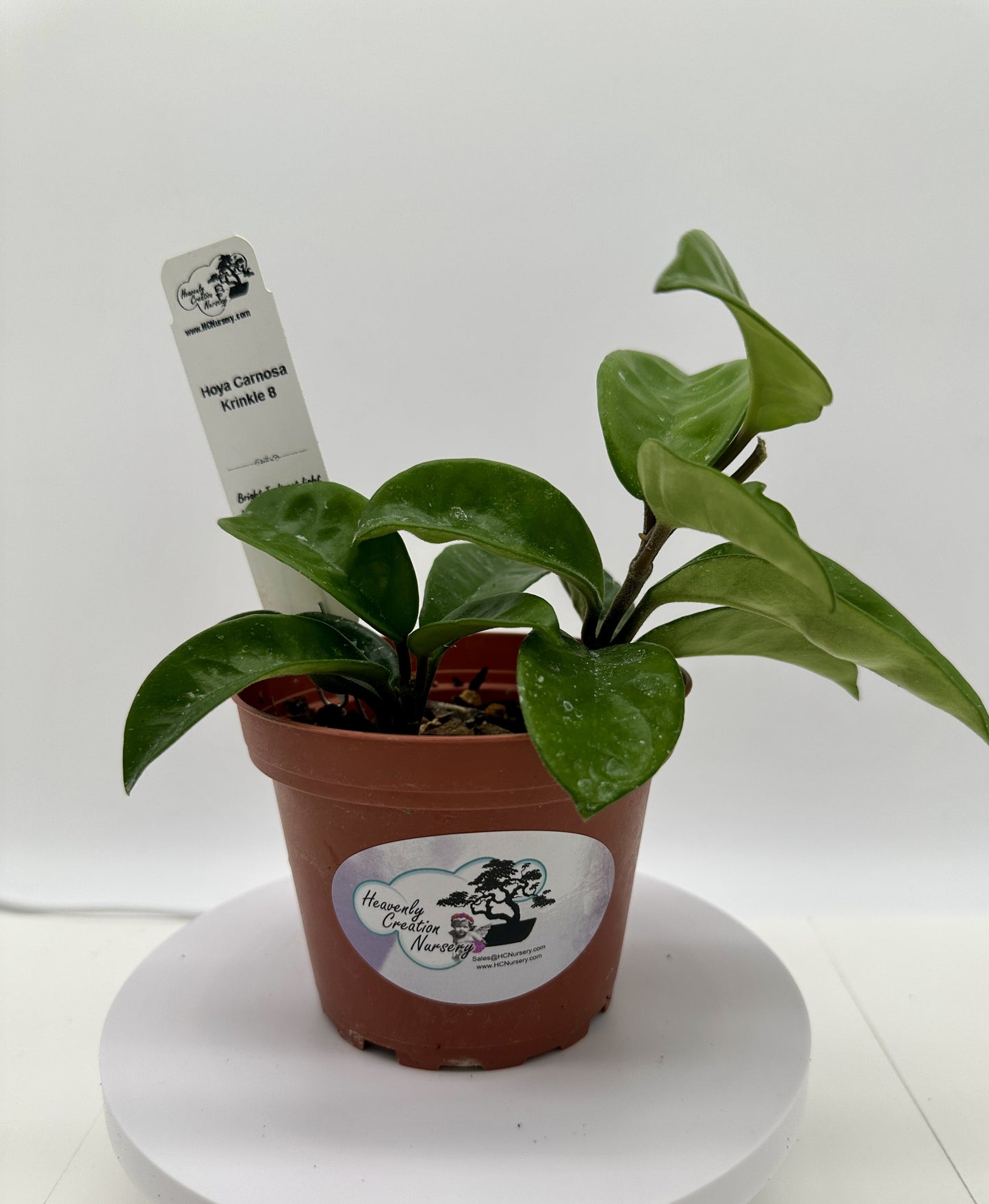 Carnosa Krinkle 8 - Live Hoya 4"