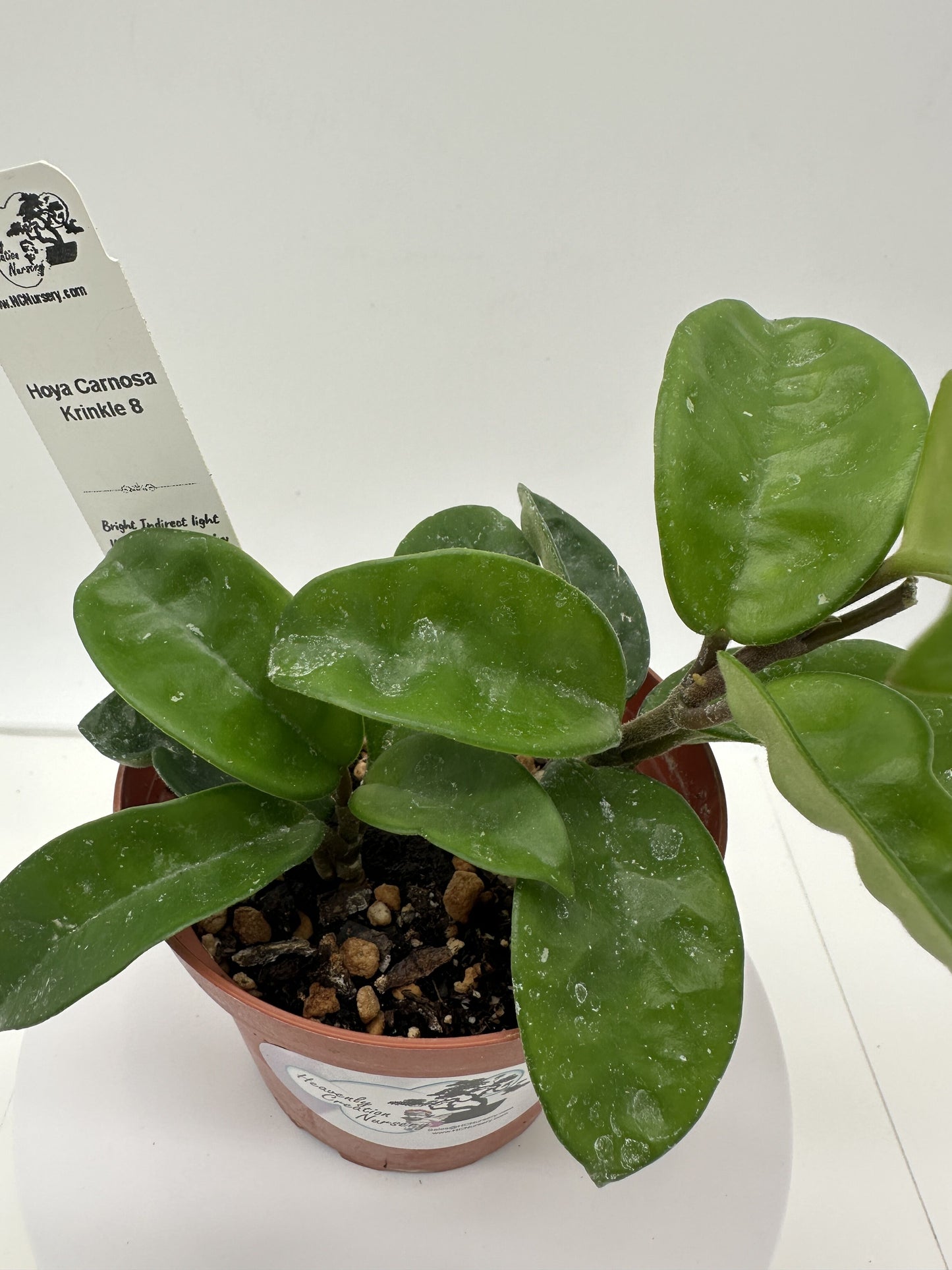 Carnosa Krinkle 8 - Live Hoya 4"