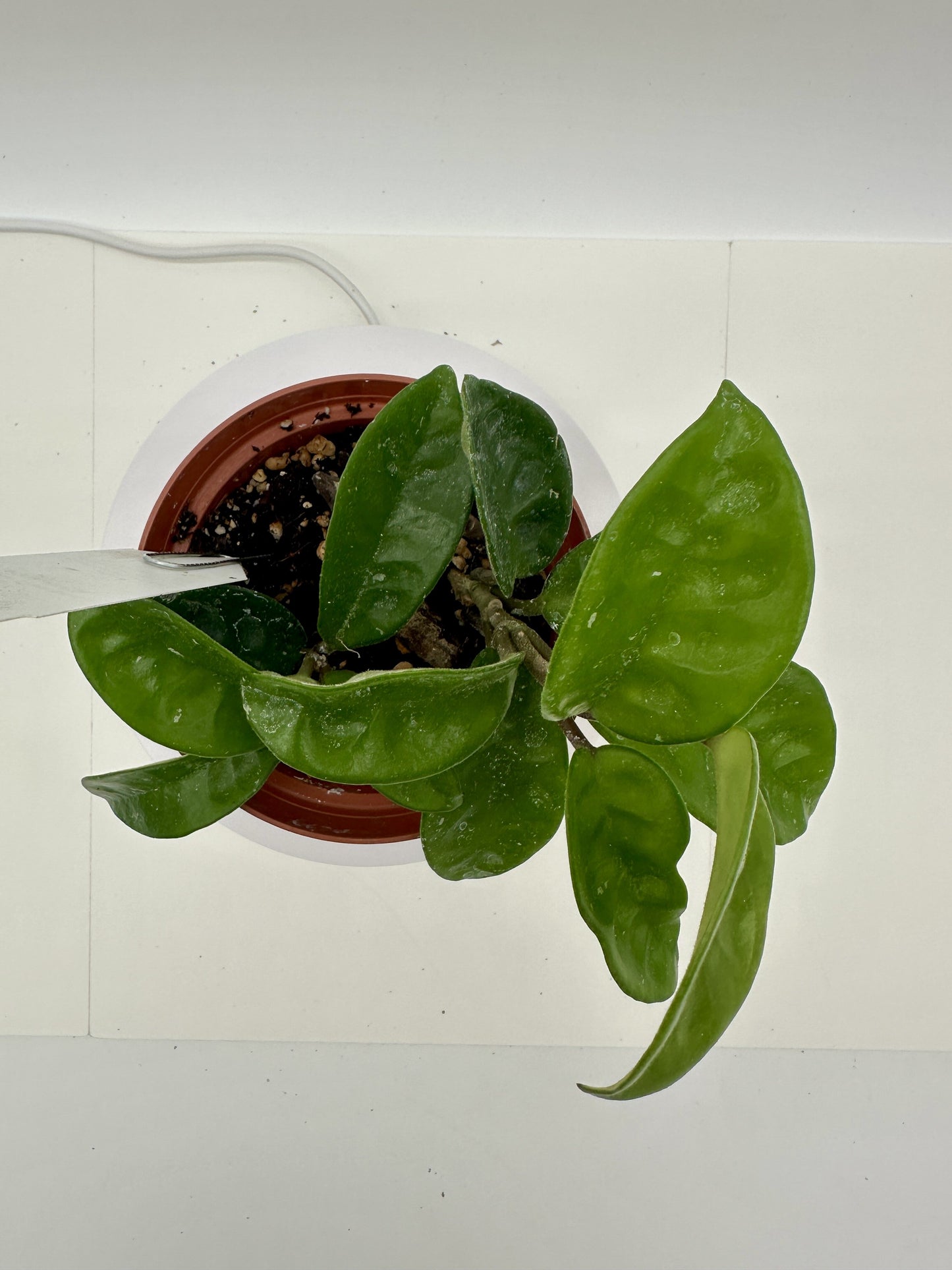 Carnosa Krinkle 8 - Live Hoya 4"