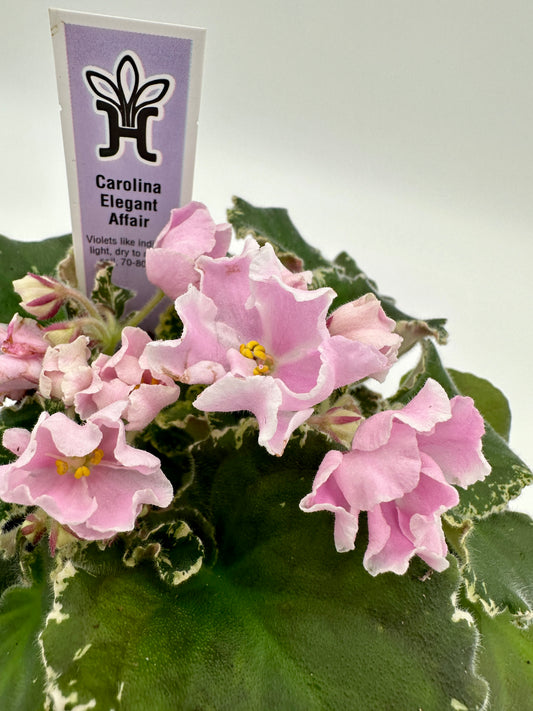 Carolina Elegant Affair - Live African Violet 4"