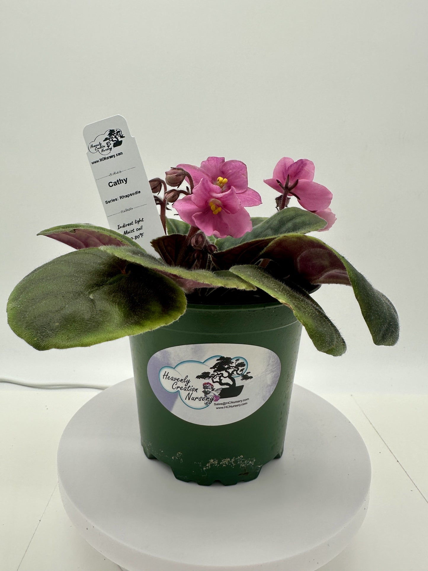 Cathy - Live African Violet 4" - Series: Rhapsodie