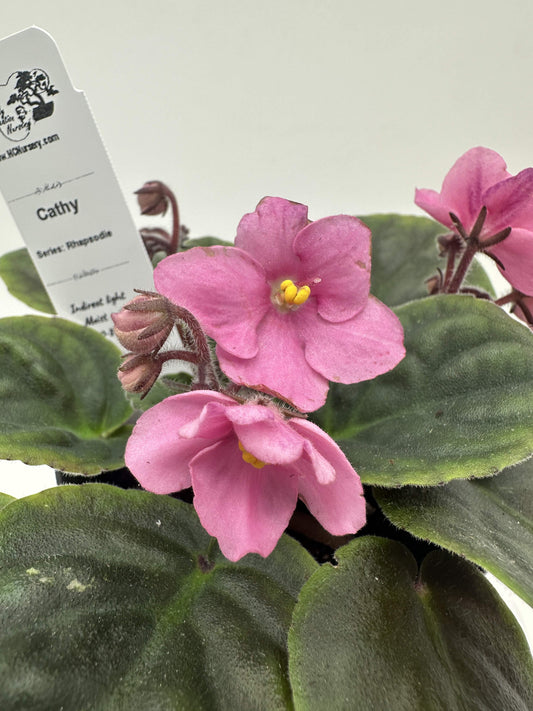 Cathy - Live African Violet 4" - Series: Rhapsodie