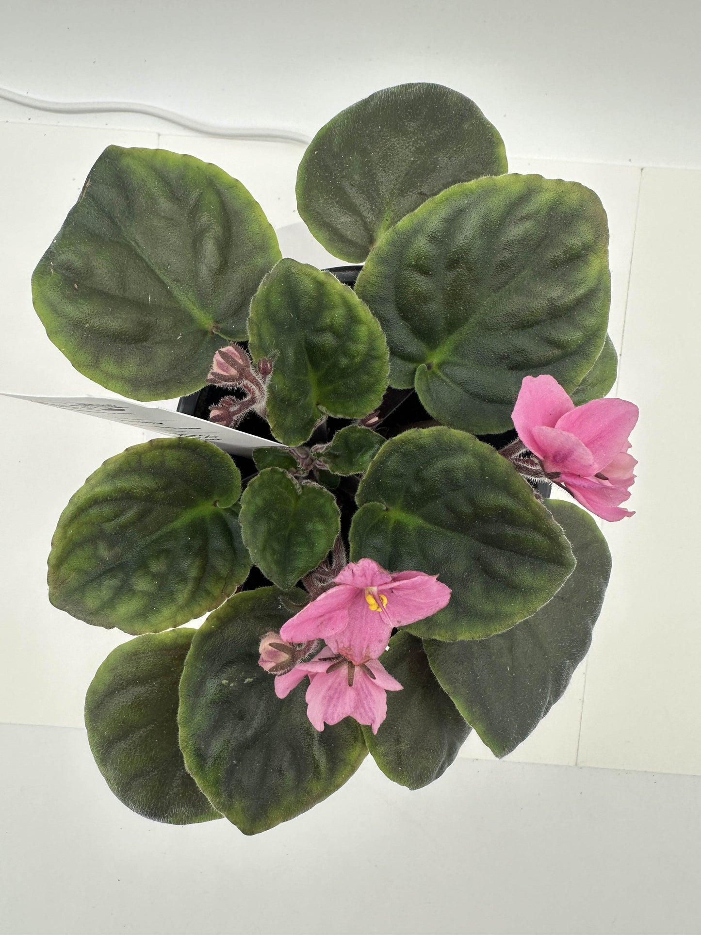 Cathy - Live African Violet 4" - Series: Rhapsodie