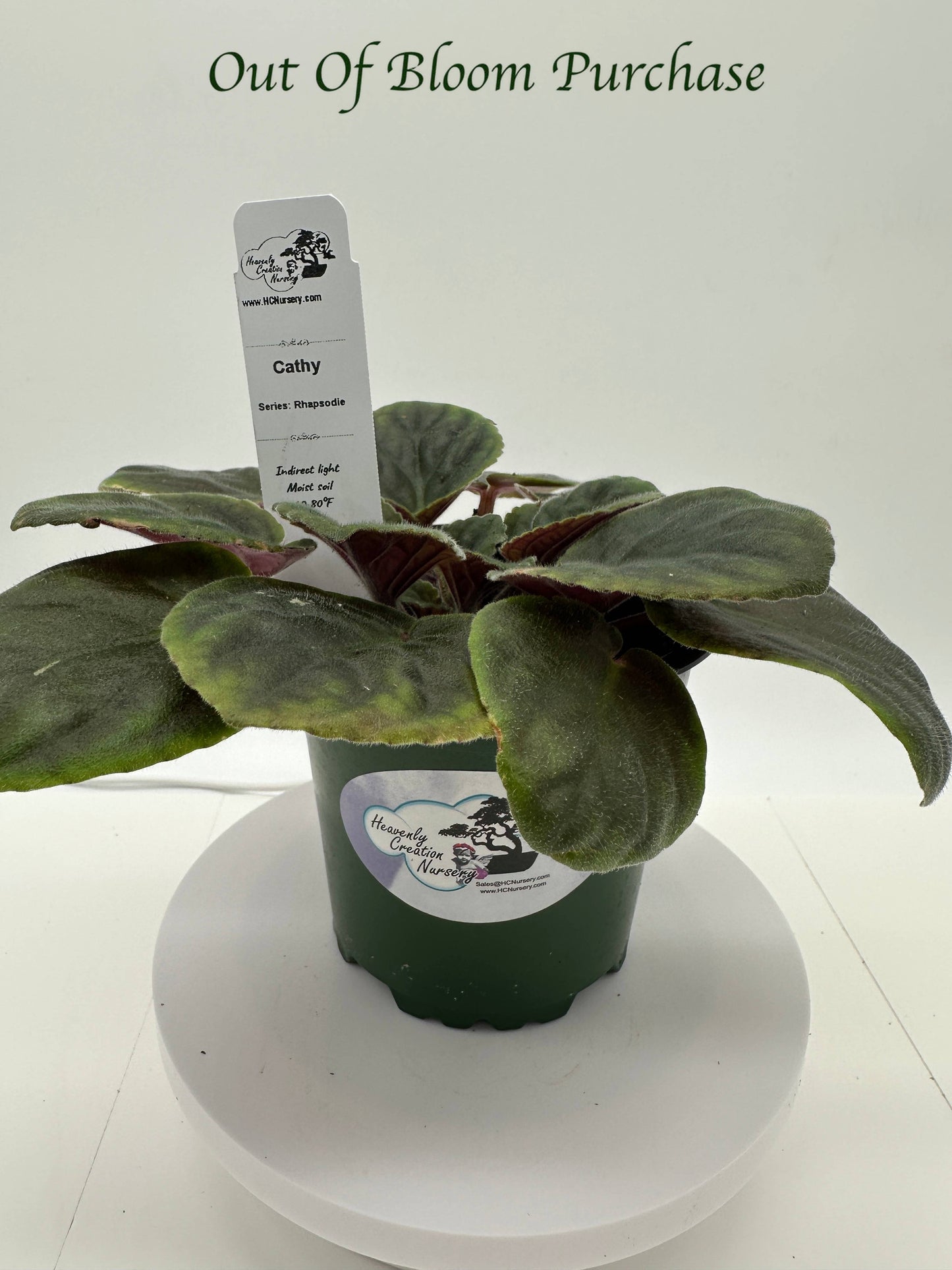 Cathy - Live African Violet 4" - Series: Rhapsodie