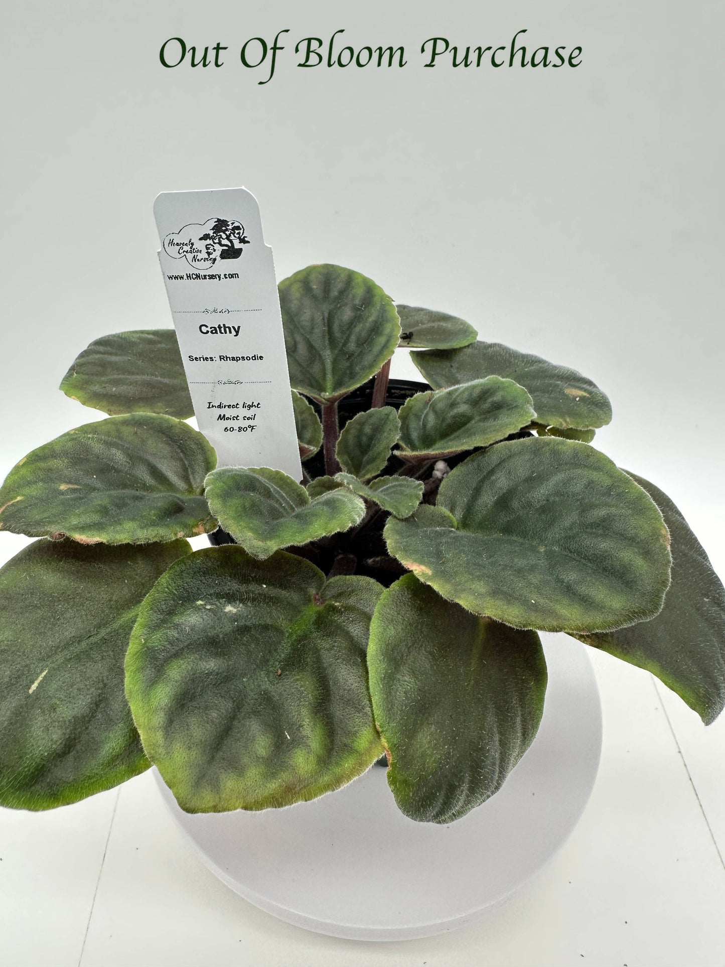 Cathy - Live African Violet 4" - Series: Rhapsodie