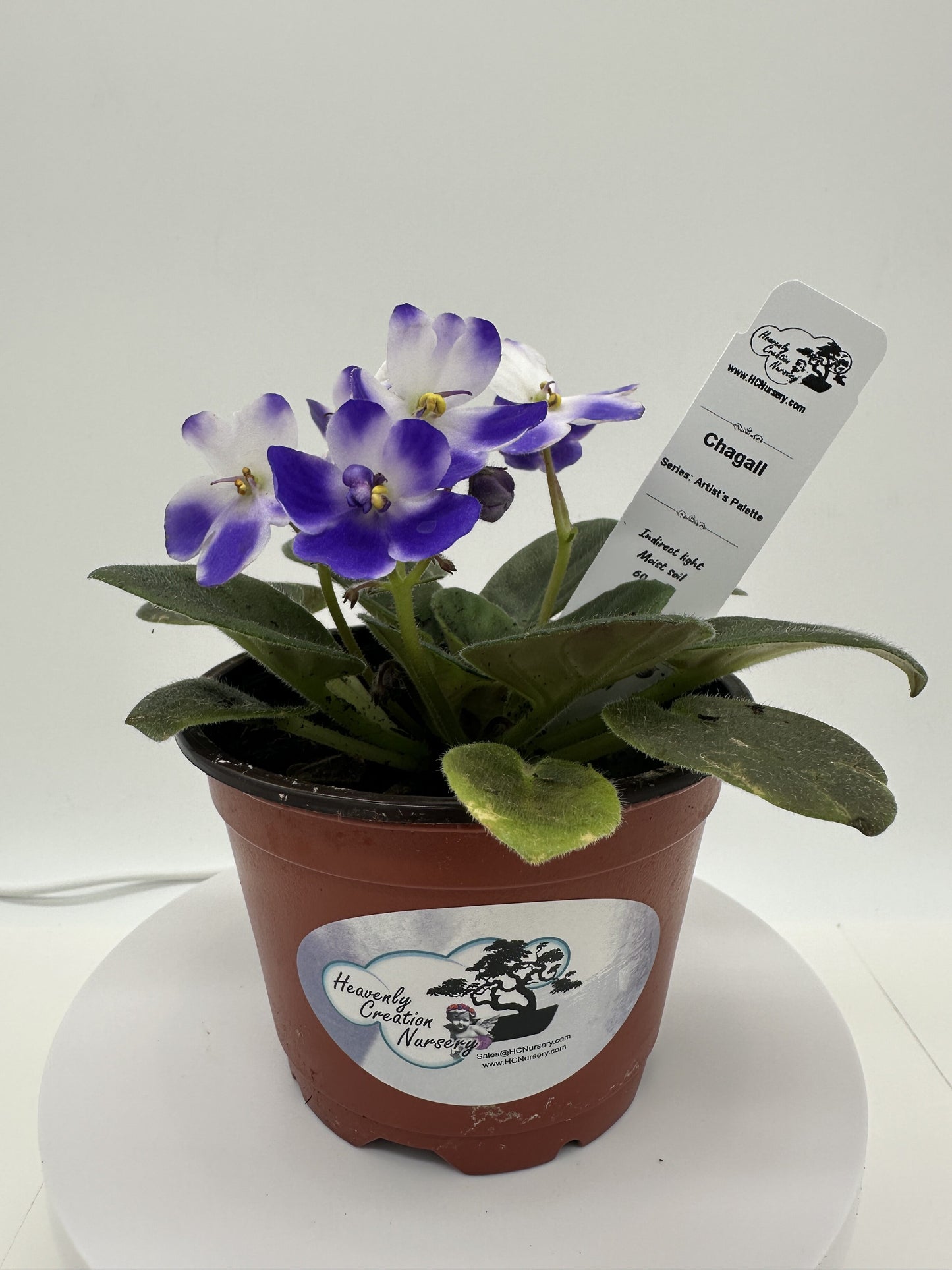 Chagall - Live African Violet 4" - Series: Artist's Palette