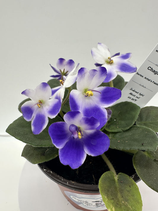 Chagall - Live African Violet 4" - Series: Artist's Palette