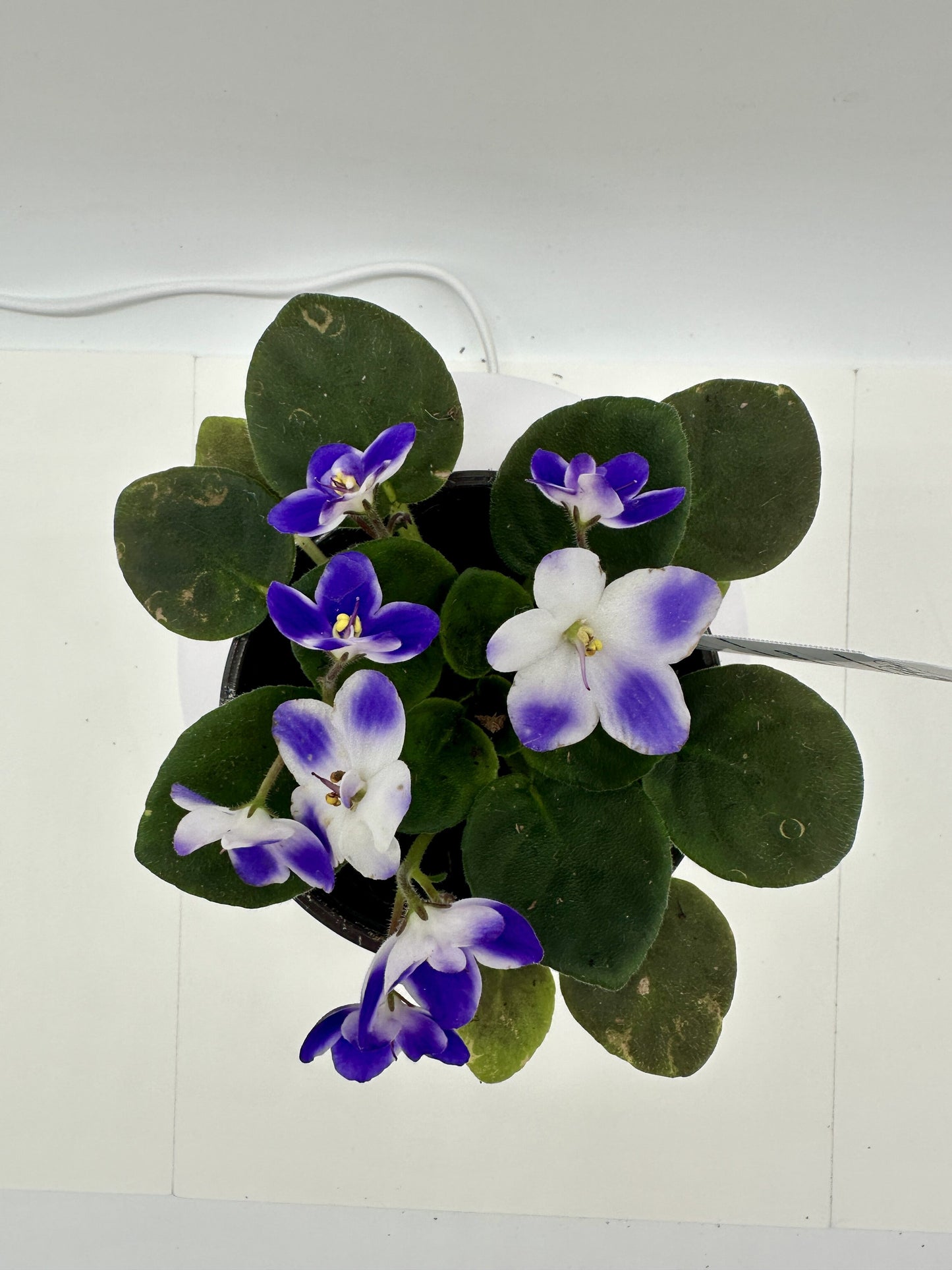 Chagall - Live African Violet 4" - Series: Artist's Palette