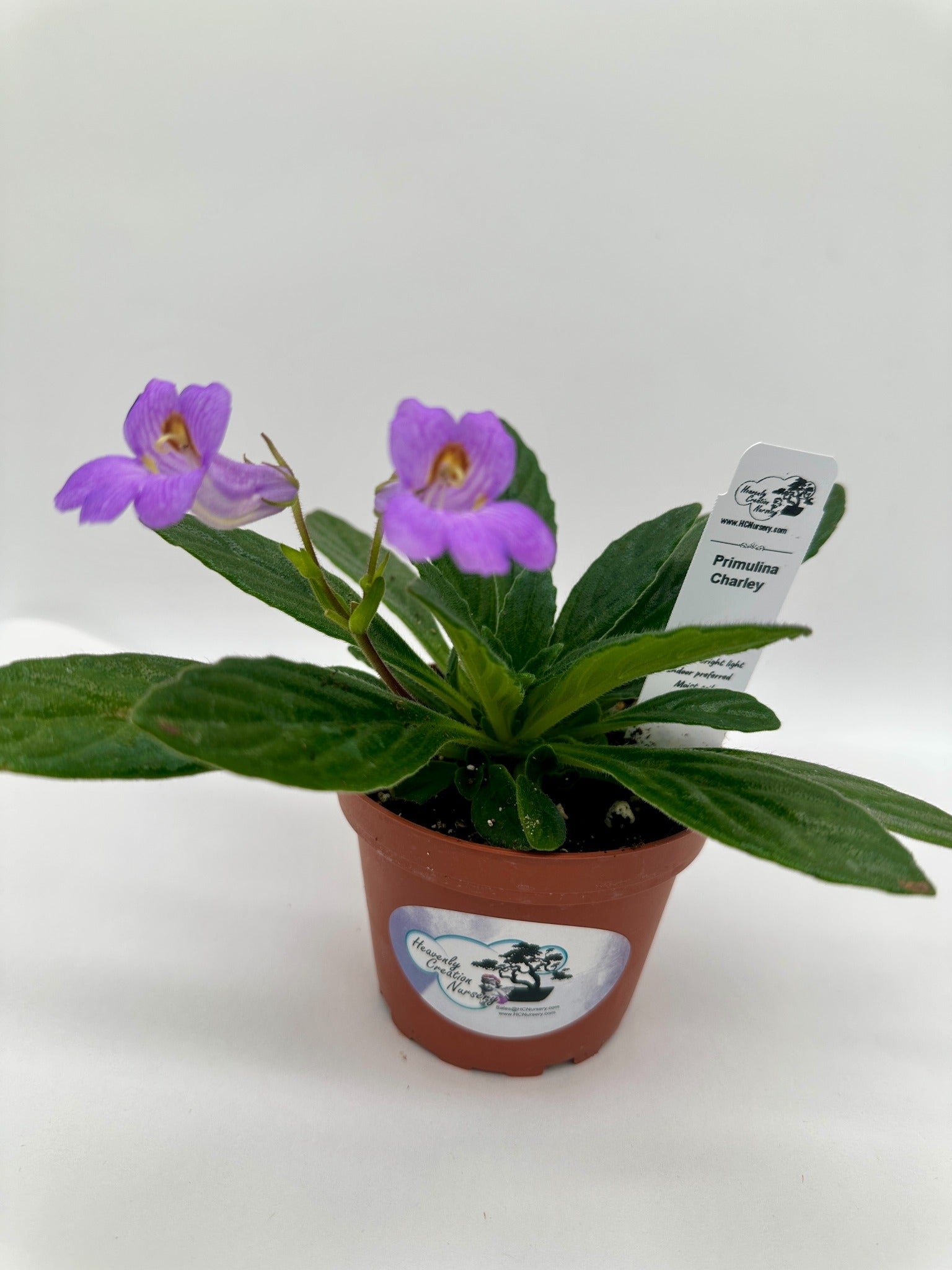 Charley Asian Violet (Primulina) - Live Plant 4