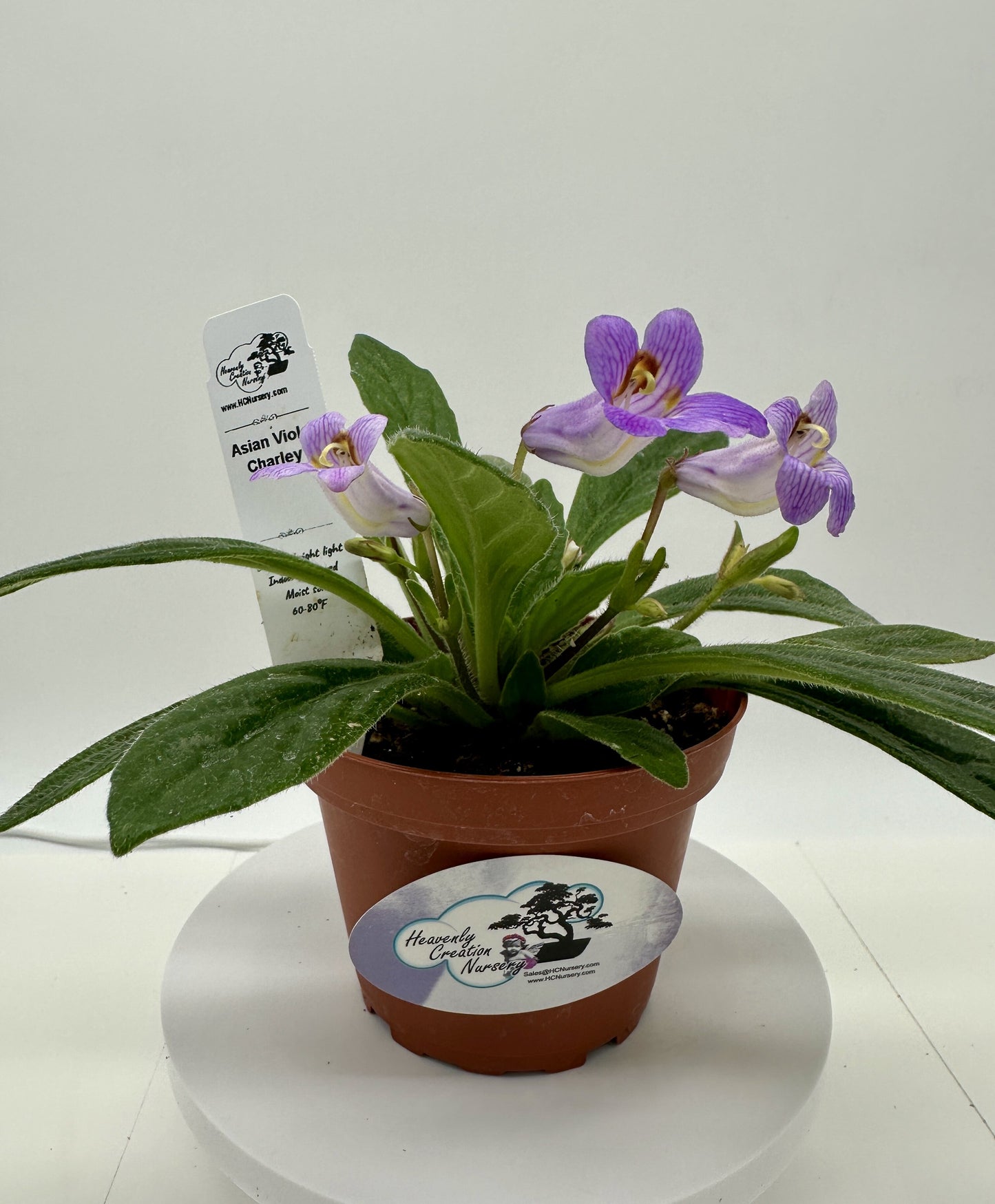 Charley Asian Violet (Primulina) - Live Plant 4"