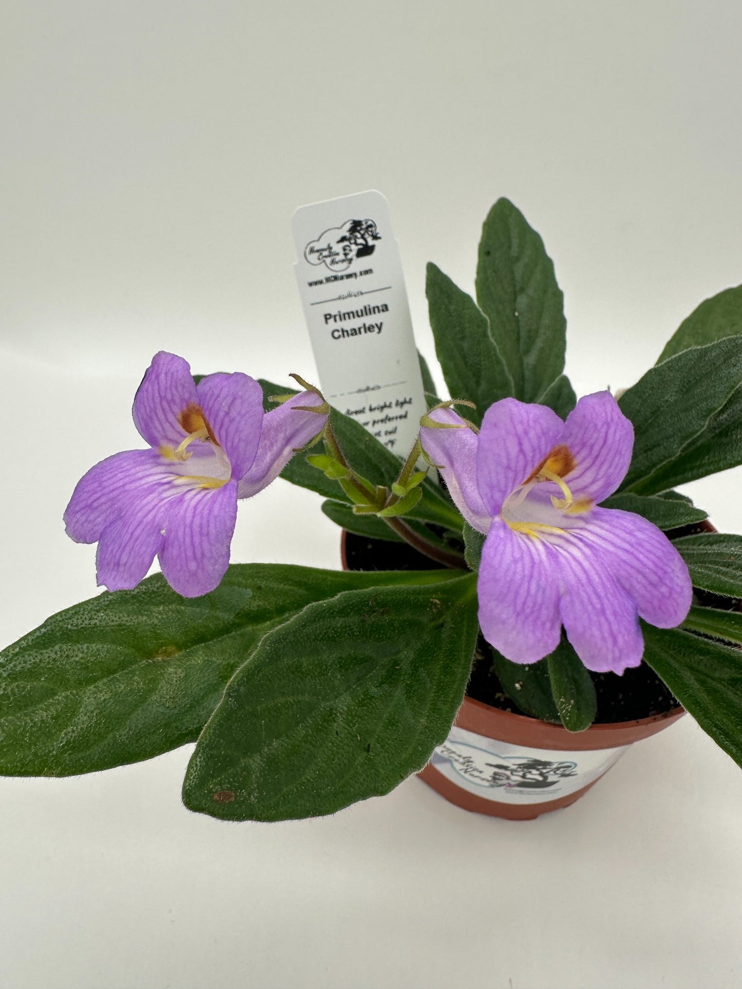 Charley Primulina (Asian Violet) - Live Plant 4"